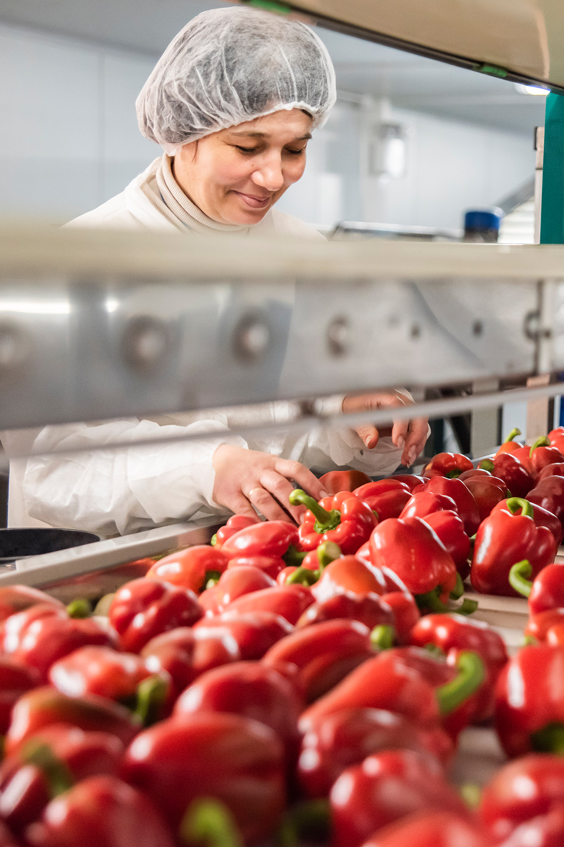 A female employee selecting and sorting red sweet peppers by hand at Tangmere Airfield Nurseries.