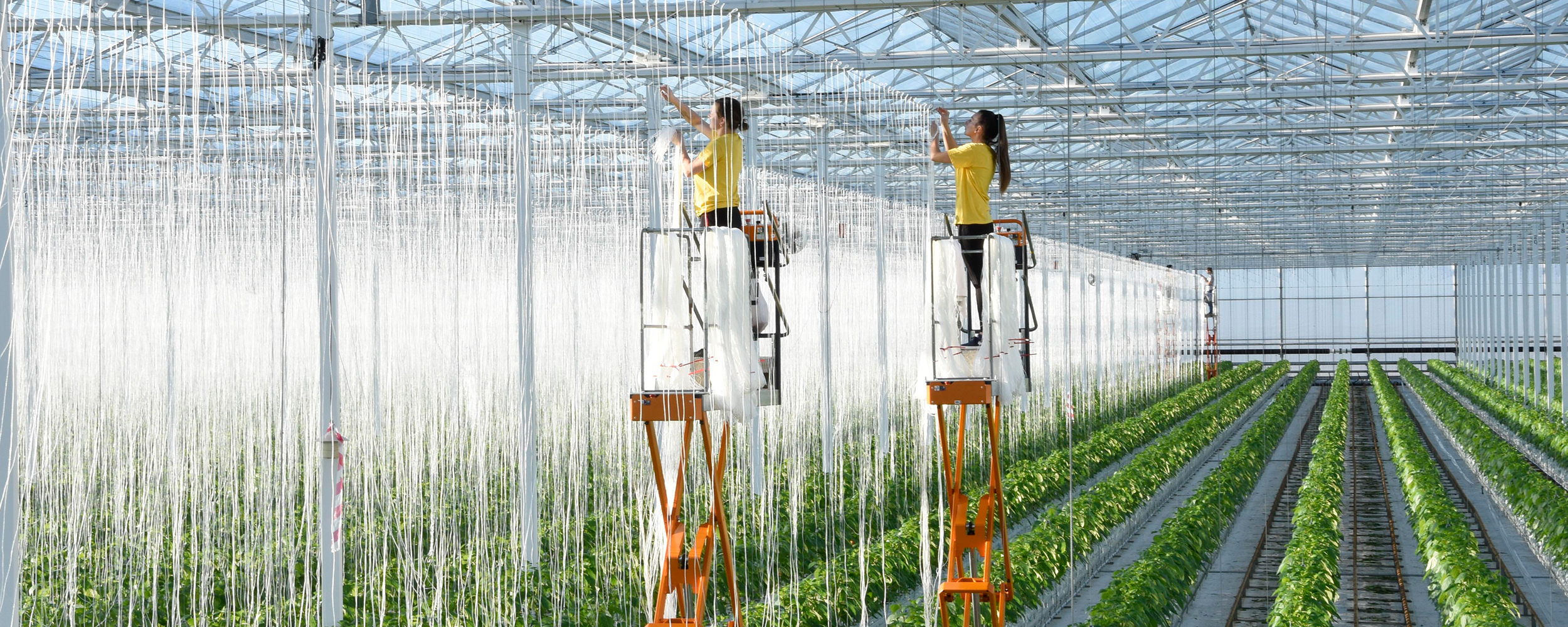Two female employees hanging compostable strings for pepper plants to grow up at Tangmere Airfield Nursries.