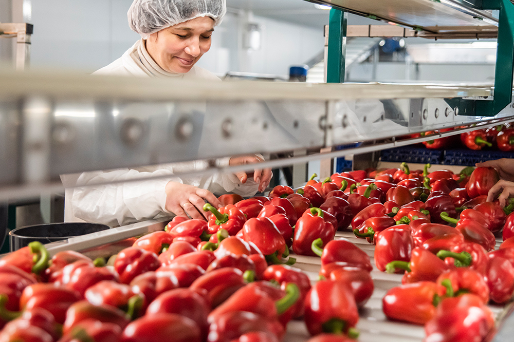 red sweet bell peppers being graded by a Tangmere Airfield Nurseries employee.