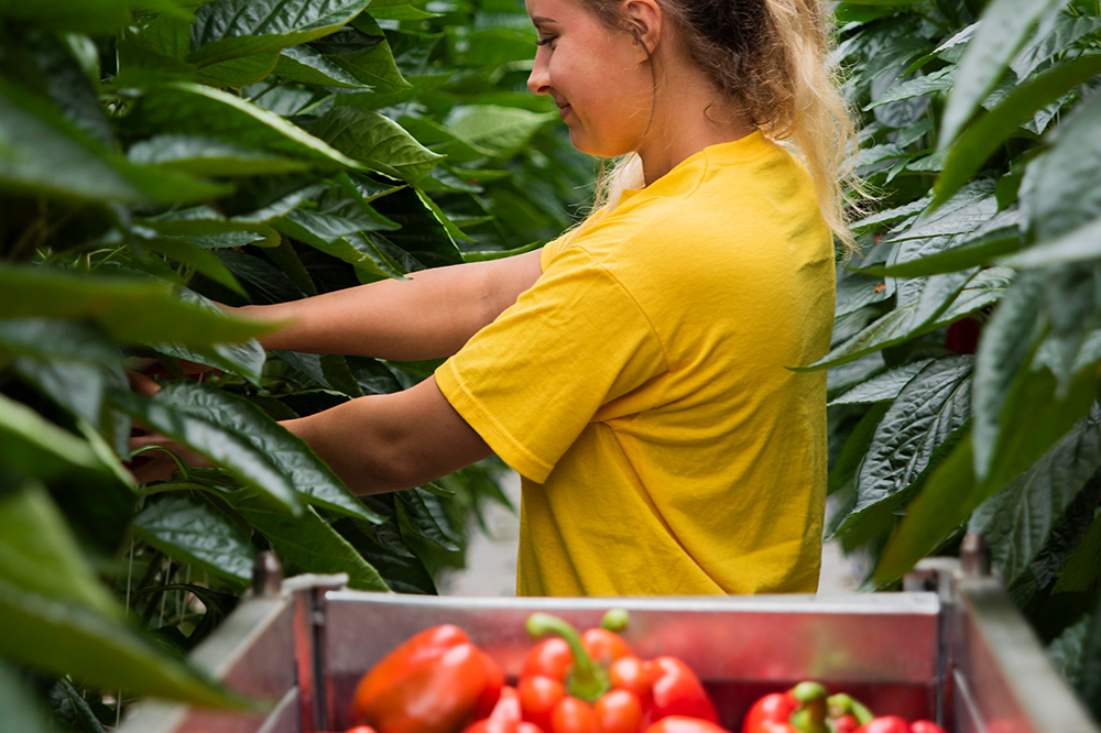 red sweet bell peppers being picked by a Tangmere Airfield Nurseries' employee.