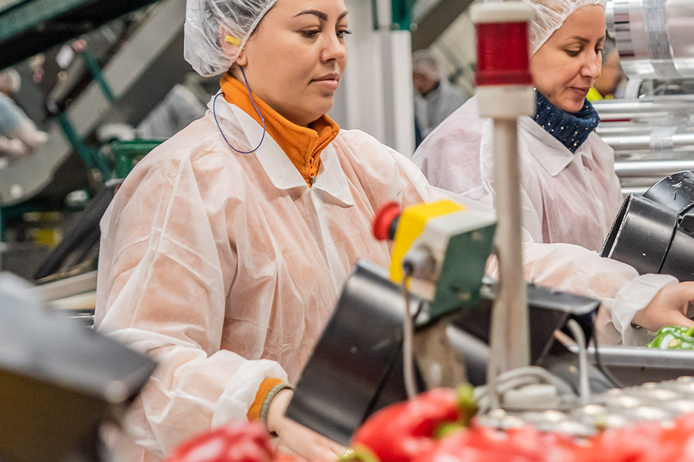 red sweet bell peppers being packed by a Tangmere Airfield Nurseries employee.