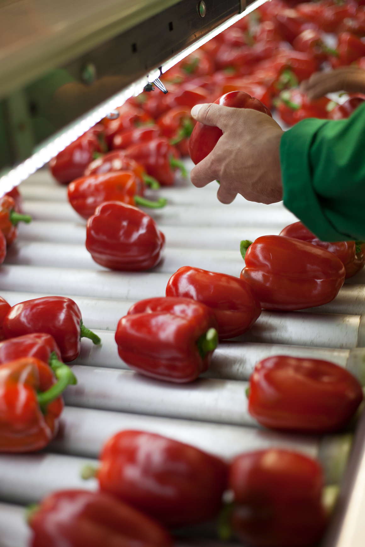 An employee checking ever pepper by hand.