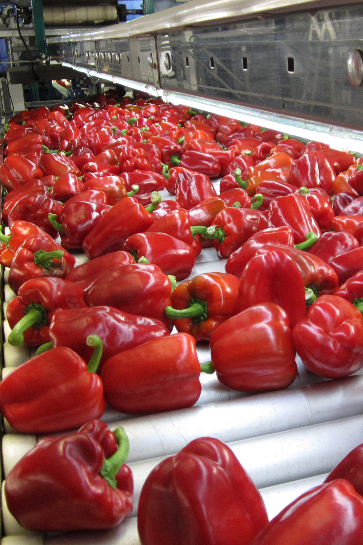 Red sweet peppers being selected and sorted at Tangmere Airfield Nurseries.